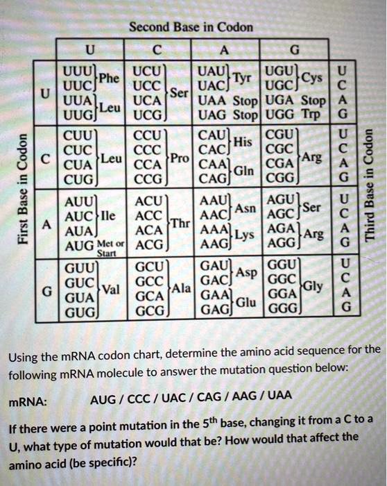 Second Base in Codon
U C A G
U UUU Phe UCU Ser UAU Tyr UGU Cys U
UUC UCC UAC UGC C
UUA Leu UCA UAA Stop UGA Stop A
UUG UCG UAG Stop UGG Trp G
C CUU CCU CAU His CGU U
CUC CCC CAC CGC C
CUA Leu CCA Pro CAA Gln CGA Arg A
CUG CCG CAG CGG G
A AUU ACU AAU Asn AGU Ser U
AUC Ile ACC Thr AAC AGC C
AUA ACA AAA Lys AGA Arg A
AUG Met or Start ACG AAG AGG G
G GUU GCU GAU Asp GGU U
GUC GCC GAC GGC C
GUA Val GCA Ala GAA Glu GGA Gly A
GUG GCG GAG GGG G
Using the mRNA codon chart, determine the amino acid sequence for the following mRNA molecule to answer the mutation question below:
mRNA: AUG / CCC / UAC / CAG / AAG / UAA
If there were a point mutation in the 5th base, changing it from a C to a U, what type of mutation would that be? How would that affect the amino acid (be specific)?