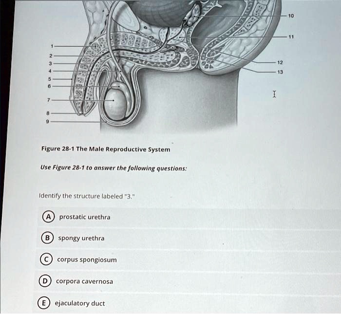 Solved Texts 10 12 13 Figure 28 1 The Male Reproductive System Use