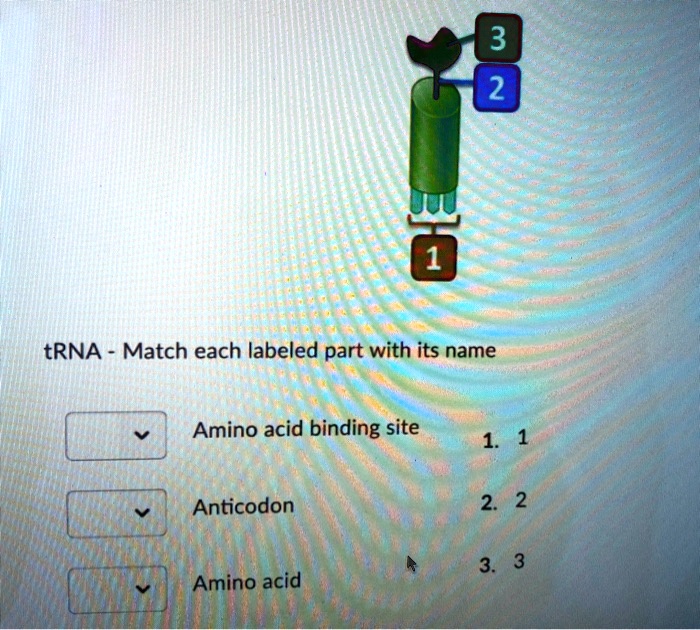 SOLVED 3 2 tRNA Match each labeled part with its name Amino acid