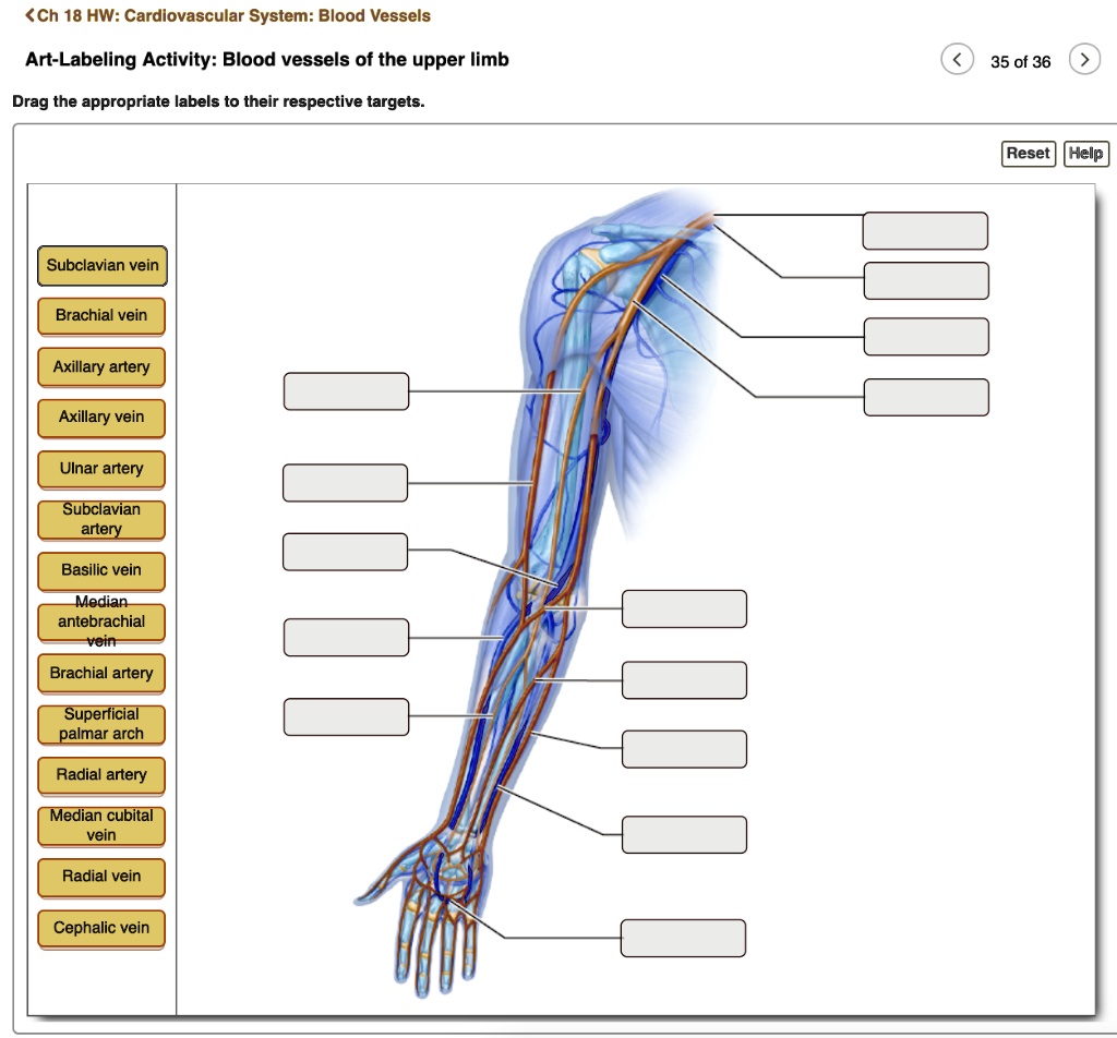 SOLVED: Ch 18 HW: Cardiovascular System: Blood Vessels Art-Labeling  Activity: Blood vessels of the upper limb 35 of 36 Drag the appropriate  labels to their respective targets Reset Help Subclavian vein Brachial