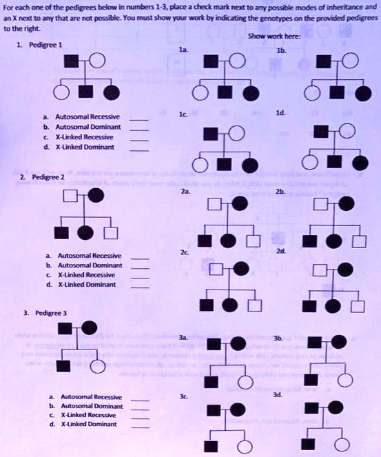 For each one of the pedigrees below in numbers 1-3, place a check mark ...