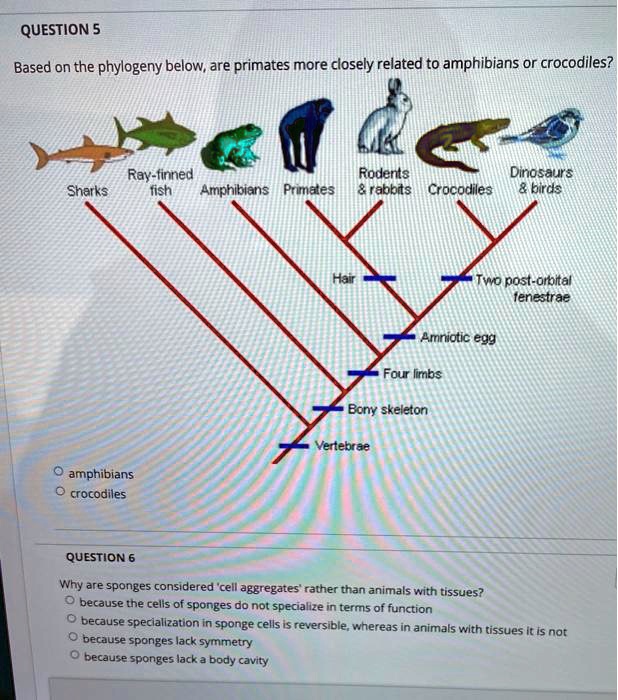 SOLVED QUESTION 5 Based on the phylogeny below, are primates more