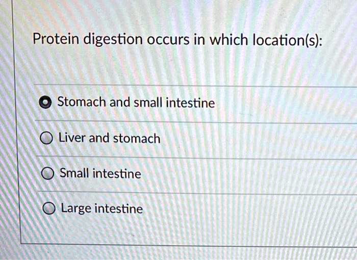 SOLVED Protein digestion occurs in which location(s) Stomach and