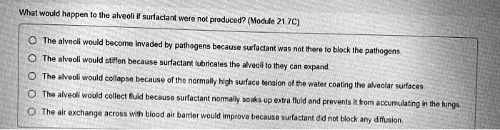What would happen to the alveoli if surfactant were not produced? (Module 21.7C)
The alveoli would become invaded by pathogens because surfactant was not there to block the pathogens.
The alveoli would stiffen because surfactant lubricates the alveoli to they can expand.
The alveoli would collapse because of the normally high surface tension of the water coating the alveolar surfaces.
The alveoli would collect fluid because surfactant normally soaks up extra fluid and prevents it from accumulating in the lungs.
The air exchange across with blood air barrier would improve because surfactant did not block any diffusion.