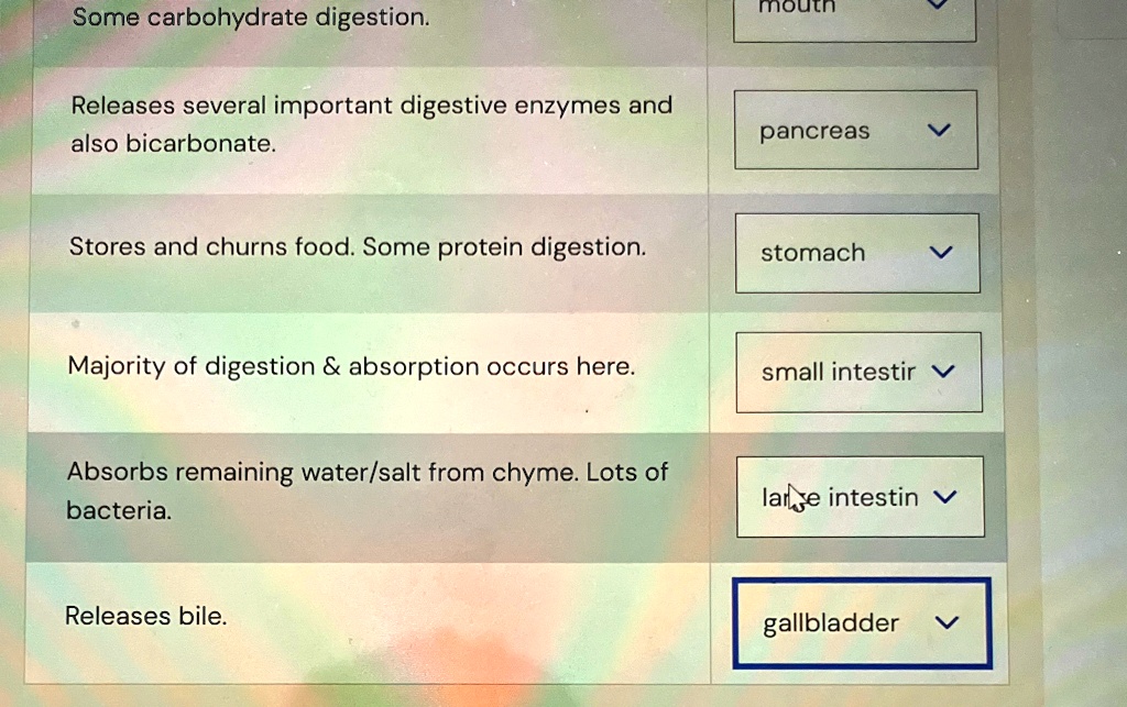 Some carbohydrate digestion.
mouth
Releases several important digestive enzymes and
also bicarbonate.
pancreas
Stores and churns food. Some protein digestion.
stomach
Majority of digestion     absorption occurs here.
small intestir
Absorbs remaining water/salt from chyme. Lots of
bacteria.
large intestin
Releases bile.
gallbladder