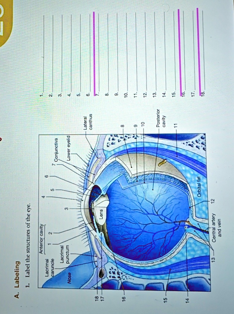 SOLVED: A. Labeling Label the structures of the eye. Posterior cavity ...