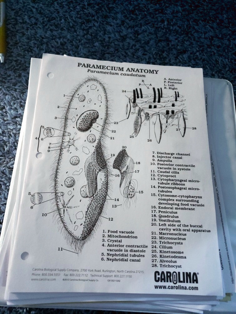SOLVEDPARAMECIUM Paramecium ANATOMY caudatum Anterlor Posterior Lcft