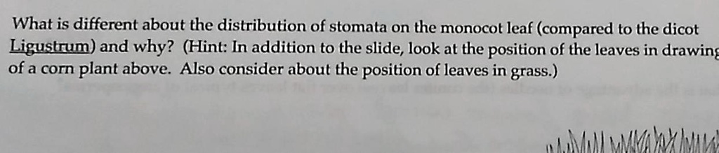 SOLVED:What is different about the distribution of stomata on the ...