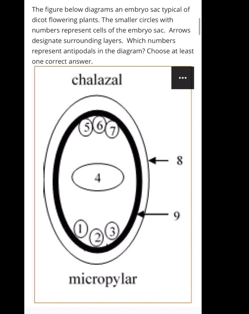 SOLVED The figure below diagrams an embryo sac typical of dicot