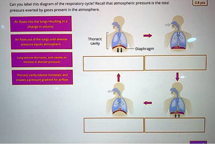 Can You Label This Diagram Of The Respiratory Cycle Recall That 