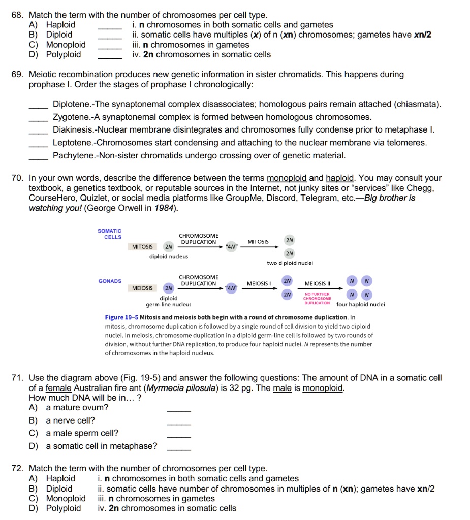 68. Match the term with the number of chromosomes per cell type.
A) Haploid  i. n chromosomes in both somatic cells and gametes
B) Diploid  ii. somatic cells have multiples (x) of n (xn) chromosomes; gametes have xn/2
C) Monoploid  iii. n chromosomes in gametes
D) Polyploid  iv. 2n chromosomes in somatic cells

69. Meiotic recombination produces new genetic information in sister chromatids. This happens during prophase I. Order the stages of prophase I chronologically:
 Diplotene.-The synaptonemal complex disassociates; homologous pairs remain attached (chiasmata).
 Zygotene.-A synaptonemal complex is formed between homologous chromosomes.
 Diakinesis.-Nuclear membrane disintegrates and chromosomes fully condense prior to metaphase I.
 Leptotene.-Chromosomes start condensing and attaching to the nuclear membrane via telomeres.
 Pachytene.-Non-sister chromatids undergo crossing over of genetic material.

70. In your own words, describe the difference between the terms monoploid and haploid. You may consult your textbook, a genetics textbook, or reputable sources in the Internet, not junky sites or ’services’ like Chegg, CourseHero, Quizlet, or social media platforms like GroupMe, Discord, Telegram, etc.—Big brother is watching you! (George Orwell in 1984).

SOMATIC CELLS
MITOSIS 2N diploid nucleus
CHROMOSOME DUPLICATION “4N”
MITOSIS 2N
2N two diploid nuclei
GONADS
MEIOSIS 2N diploid germ-line nucleus
CHROMOSOME DUPLICATION “4N”
MEIOSIS I 2N 2N
MEIOSIS II N N N N
NO FURTHER CHROMOSOME DUPLICATION four haploid nuclei
Figure 19–5 Mitosis and meiosis both begin with a round of chromosome duplication. In mitosis, chromosome duplication is followed by a single round of cell division to yield two diploid nuclei. In meiosis, chromosome duplication in a diploid germ-line cell is followed by two rounds of division, without further DNA replication, to produce four haploid nuclei. N represents the number of chromosomes in the haploid nucleus.

71. Use the diagram above (Fig. 19-5) and answer the following questions: The amount of DNA in a somatic cell of a female Australian fire ant (Myrmecia pilosula) is 32 pg. The male is monoploid. How much DNA will be in… ?
A) a mature ovum? 
B) a nerve cell? 
C) a male sperm cell? 
D) a somatic cell in metaphase? 

72. Match the term with the number of chromosomes per cell type.
A) Haploid i. n chromosomes in both somatic cells and gametes
B) Diploid ii. somatic cells have number of chromosomes in multiples of n (xn); gametes have xn/2
C) Monoploid iii. n chromosomes in gametes
D) Polyploid iv. 2n chromosomes in somatic cells