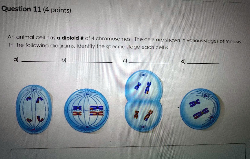 SOLVED: Question 11 (4 points) An animal cell has diploid # of 4 ...