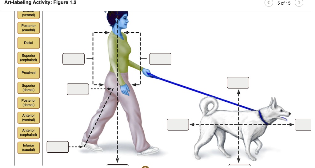 SOLVED: Art-labeling Activity: Figure 1.2 5 of 15 (ventral) Posterior ...