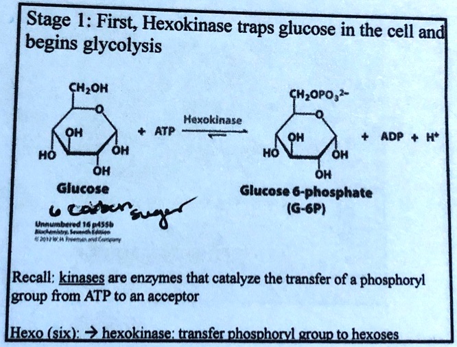 SOLVED Stage I First, Hexokinase traps glucose in the cell and begins