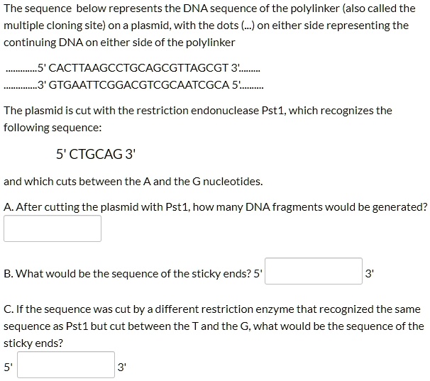 SOLVED: The sequence below represents the DNA sequence of the ...