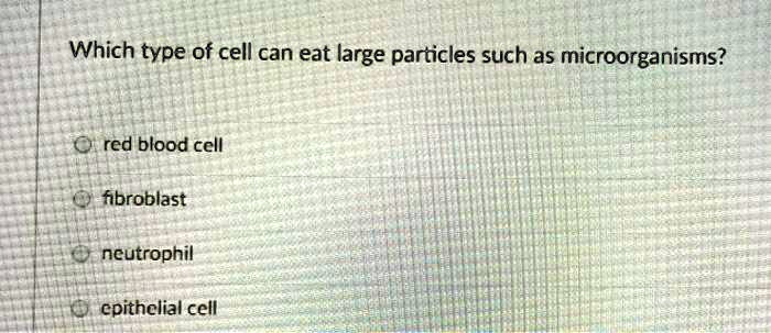 Which type of cell can eat large particles such as microorganisms?

red blood cell
fibroblast
neutrophil
epithelial cell