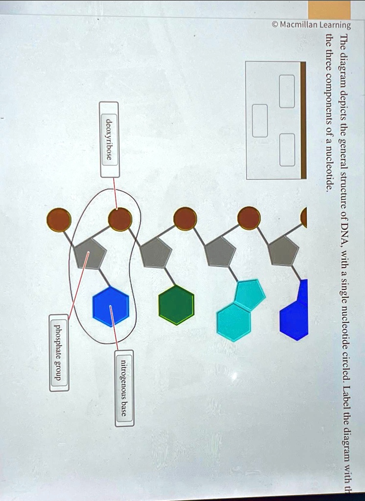 The diagram depicts the general structure of dna with a single