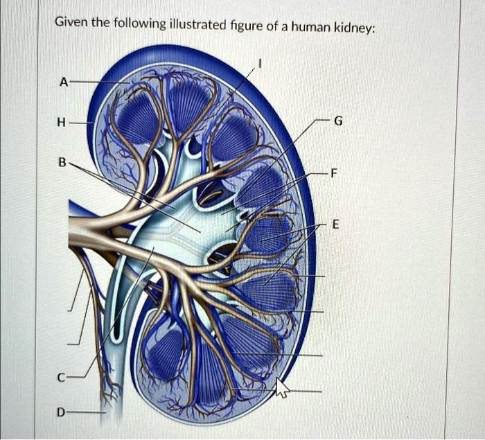 Given the following illustrated figure of a human kidney: A H G B F C D E