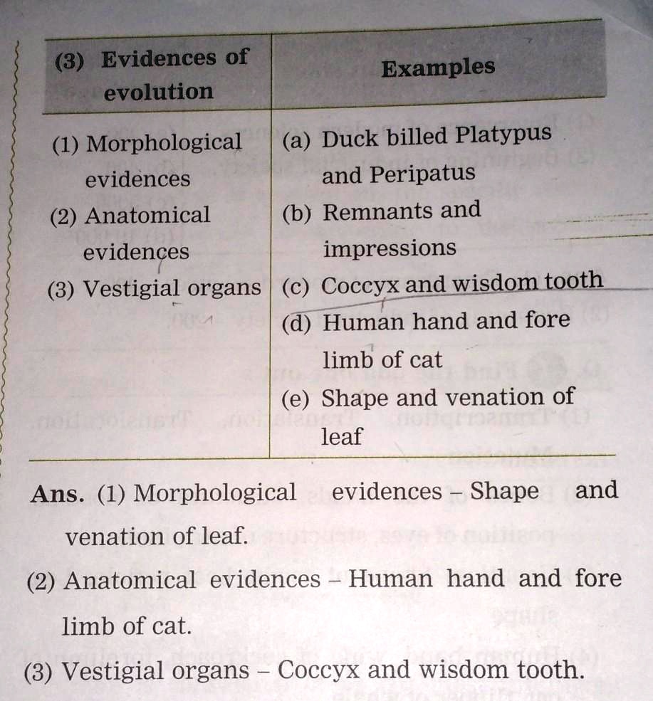 SOLVED (3) Evidences of evolution Examples (1) Morphological (a) Duckbilled Platypus evidences