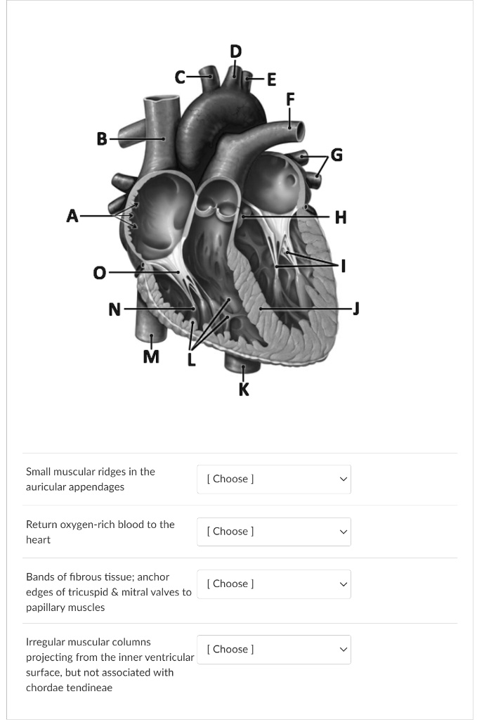 A
B
D
-E
F
0
N
M
K
Small muscular ridges in the
a auricular appendages
Return oxygen-rich blood to the
heart
Bands of fibrous tissue: anchor
edges of tricuspid     mitral valves to
papillary muscles
Irregular muscular columns
projecting from the inner ventricular
surface, but not associated with
chordae tendineae
[Choose]
[Choose]
[Choose]
[Choose]
G
H
1
-J