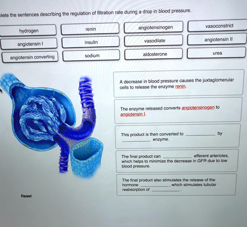 SOLVED Complete the sentences describing the regulation of filtration