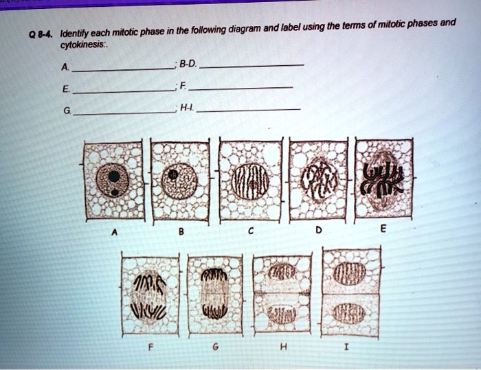 SOLVED: mitotic phase in the following diagram and label using the ... Biology Diagrams