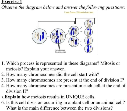 Observe the diagram below and answer the following questions:
Homologous Chromosomes
1. Which process is represented in these diagrams? Mitosis or
meiosis? Explain your answer.
2. How many chromosomes did the cell start with?
3. How many chromosomes are present at the end of division I?
4. How many chromosomes are present in each cell at the end of
division II?
5. Explain how meiosis results in UNIQUE cells.
6. Is this cell division occurring in a plant cell or an animal cell?
What is the main difference between the two divisions?