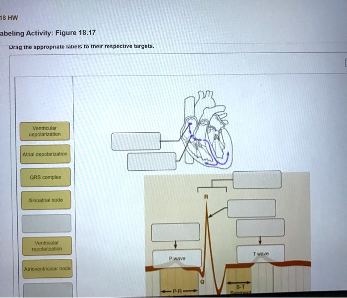 18 HW abeling Activity Figure 18.17 Drag the appropriate labels to