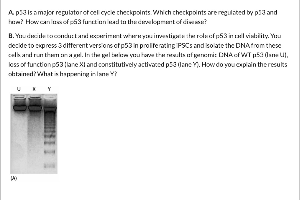 SOLVED A.p53is a major regulator of cell cycle checkpoints. Which