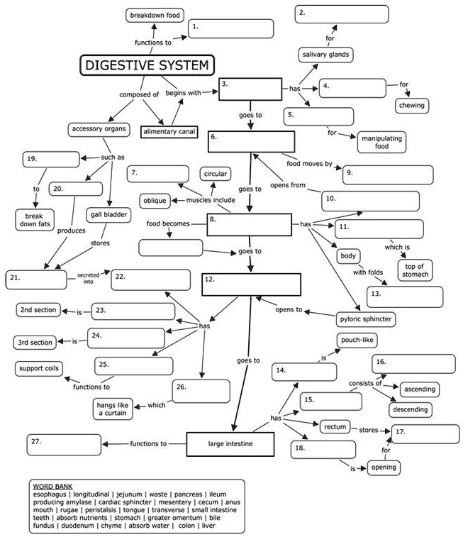 SOLVED: Complete the following Concept Map: breakdown food functions to ...