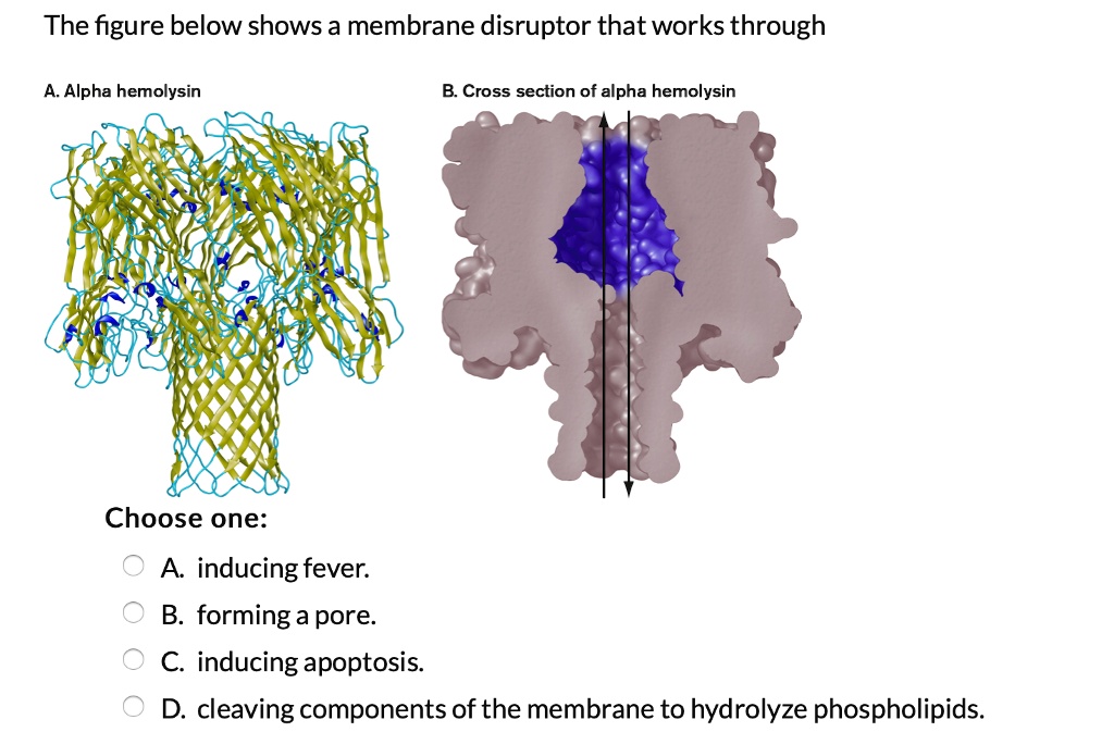 SOLVED The figure below shows a membrane disruptor that works through