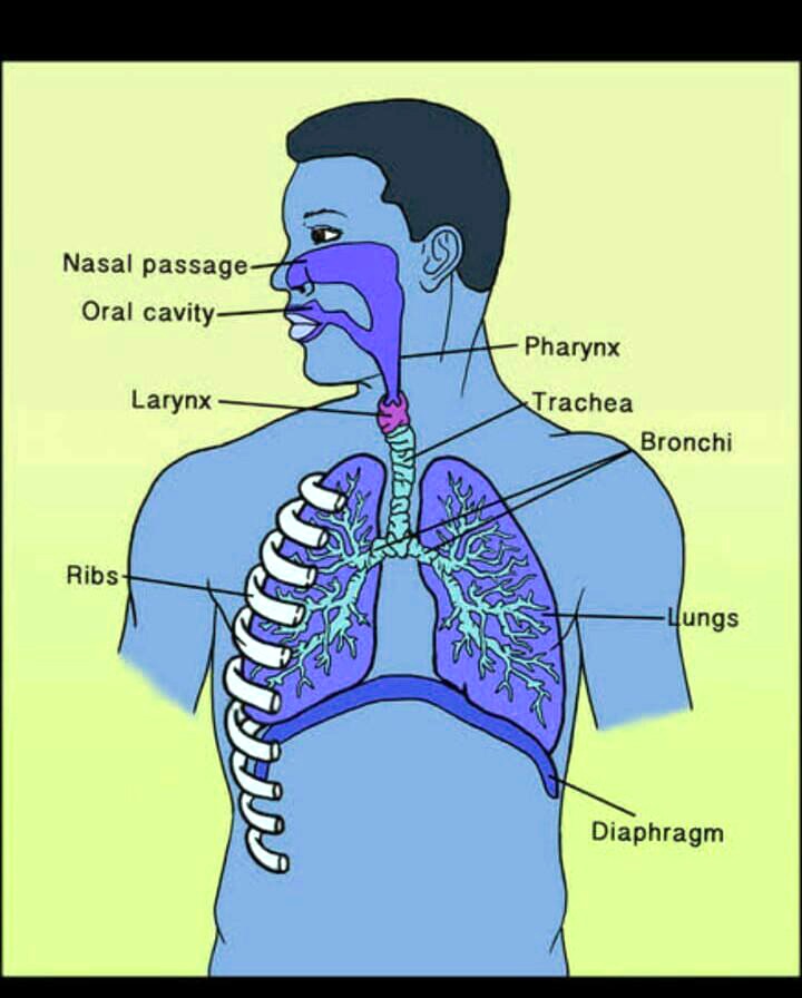 SOLVED: It is not a question. Diagram of the respiratory system. Nasal ...