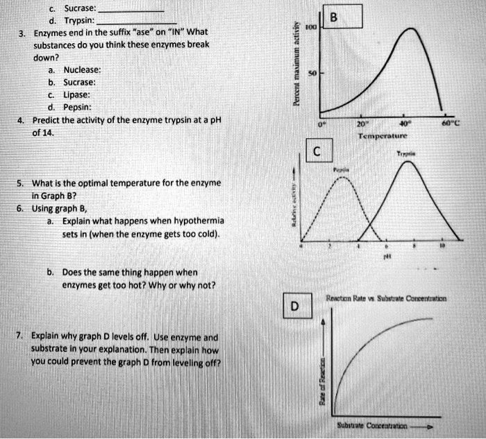 SOLVED Sucrase Trypsin Enzymes end in the suffix "ase" or "IN". What