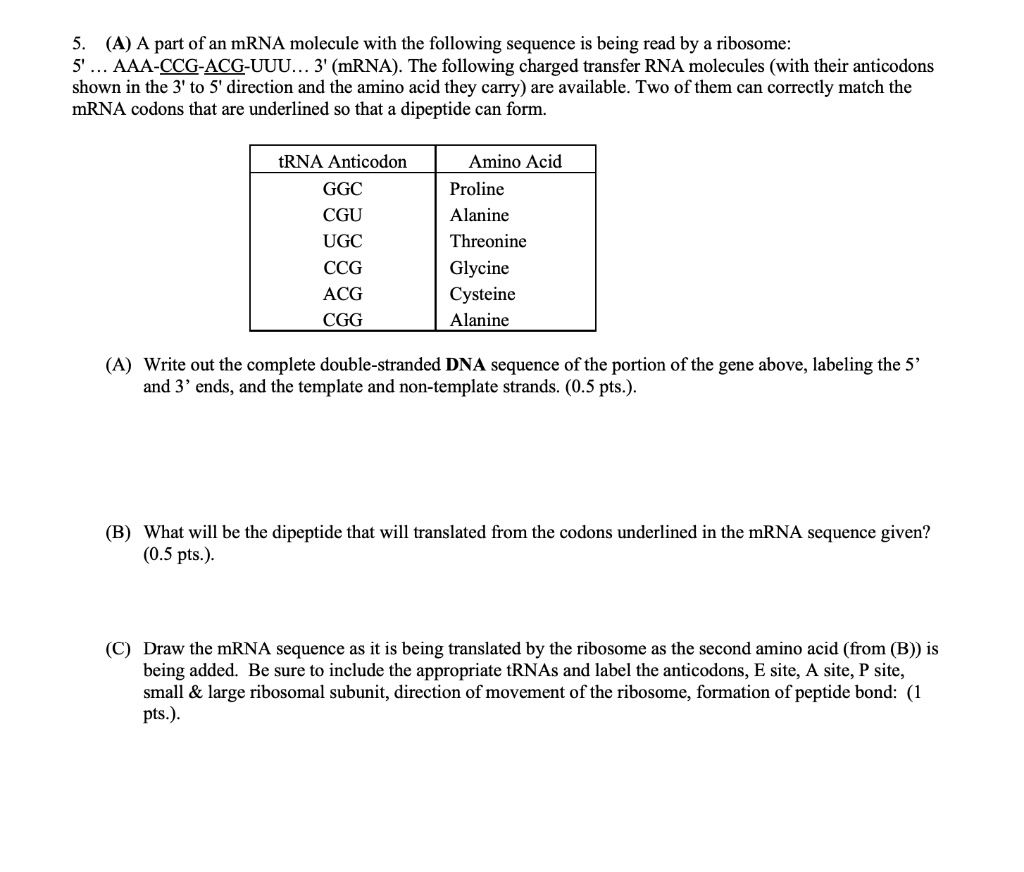 SOLVED: (A) A part of an mRNA molecule with the following sequence is ...