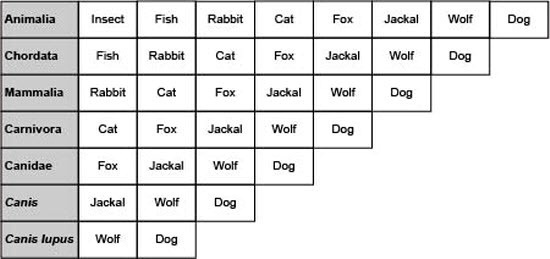 Animalia
Insect Fish Rabbit Cat Fox Jackal Wolf Dog
Chordata Fish Rabbit Cat Fox Jackal Wolf Dog
Mammalia Rabbit Cat Fox Jackal Wolf Dog
Carnivora Cat Fox Jackal Wolf Dog
Canidae Fox Jackal Wolf Dog
Canis Jackal Wolf Dog
Canis lupus Wolf Dog
