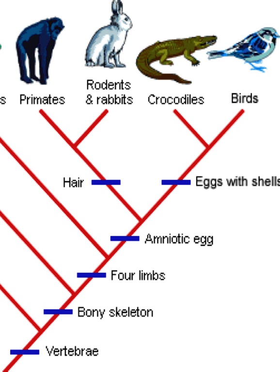 SOLVED: Rodents rabbits Crocodiles Primates Birds Hair Eggs with shell ...