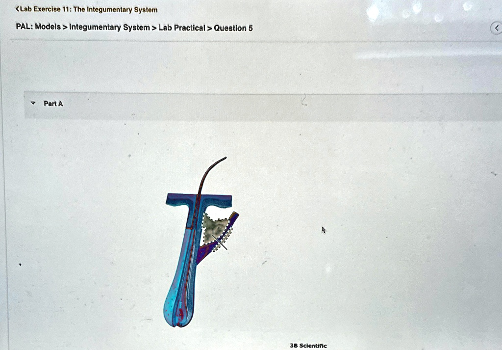 integumentary system lab practical question 5 part a 3b scientific lab ...