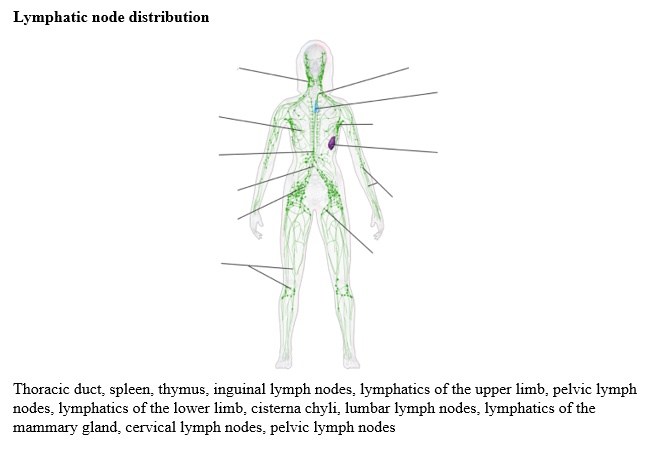 SOLVED: Lymph node distribution Thoracic duct, spleen, thymus, inguinal ...