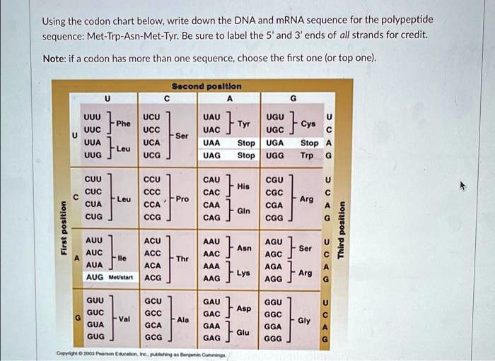 First position Using the codon chart below, write down the DNA and mRNA ...