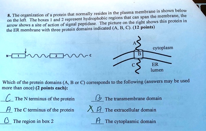 Which Of The Following Is Not Normally Found In Plasma SOLVED:normally resides in the plasma membrane is shown below The