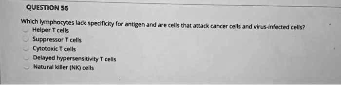 Which lymphocytes lack specificity for antigen and are cells that attack cancer cells and virus-infected cells? Helper T cells Suppressor T cells Cytotoxic T cells Delayed hypersensitivity T cells Natural killer (NK) cells