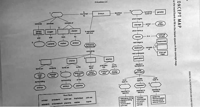 solved-obipedoor-llc-embryo-concept-map-activity-use-the-word-bank-to