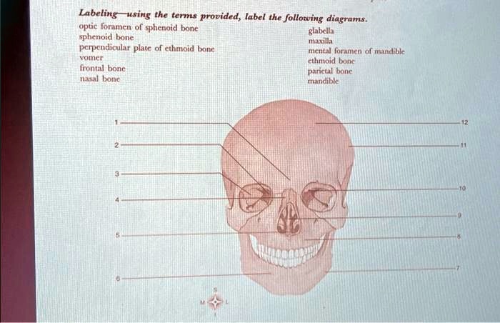 SOLVED: Texts: Labeling using the terms provided, label the following ...