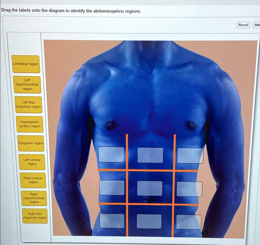 SOLVED: Drag the labels onto the diagram to identify the abdominopelvic ...