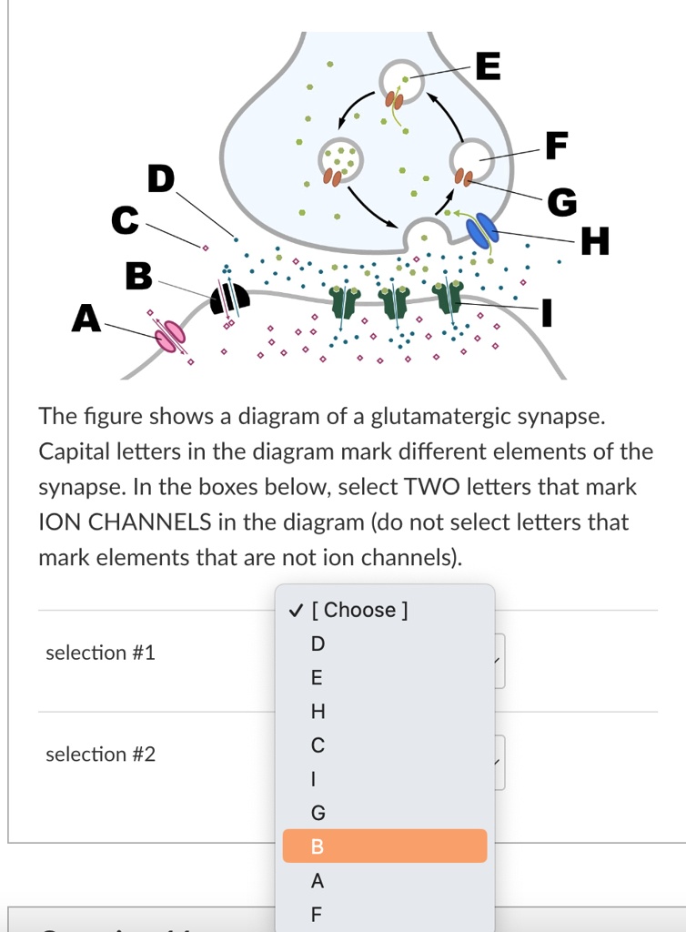 D C B A E F G H The figure shows a diagram of a glutamatergic synapse ...
