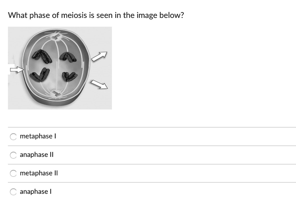 What phase of meiosis is seen in the image below?
metaphase I
anaphase II
metaphase II
anaphase I