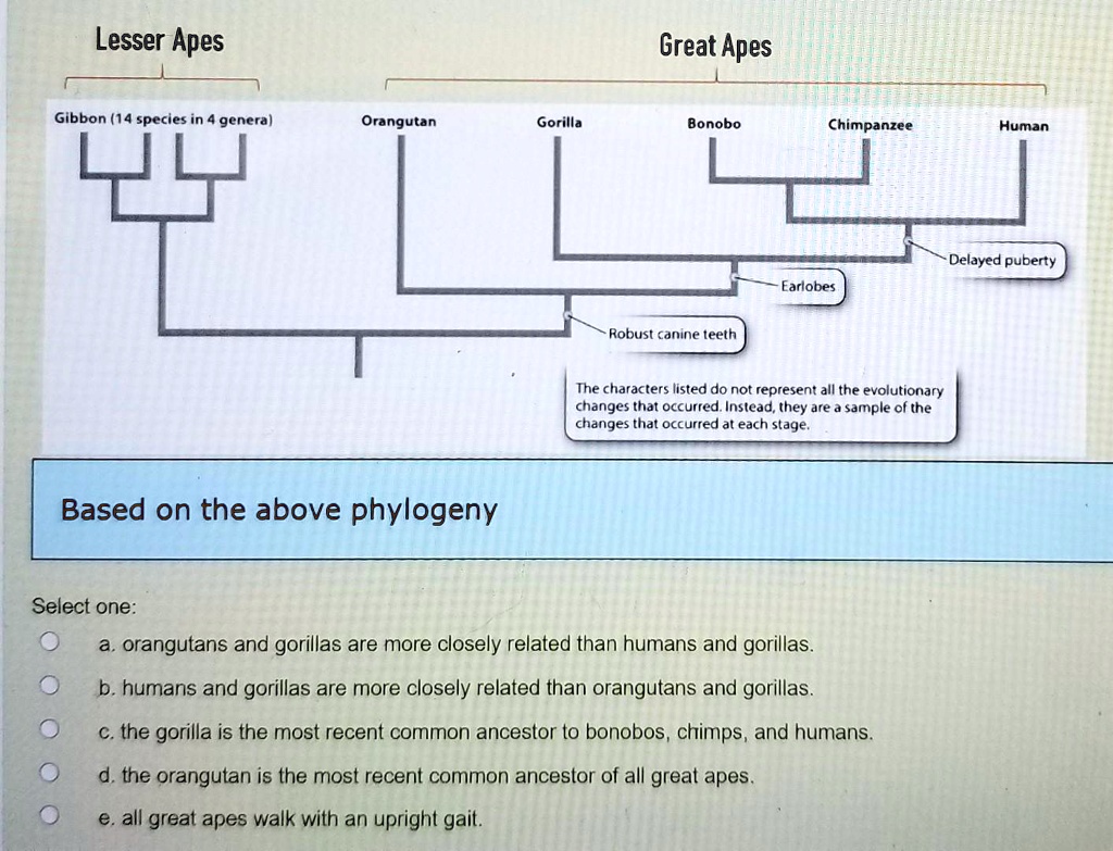 SOLVED: Lesser Apes Great Apes Gibbon (14 Species In 4 Genera Orangutan ...