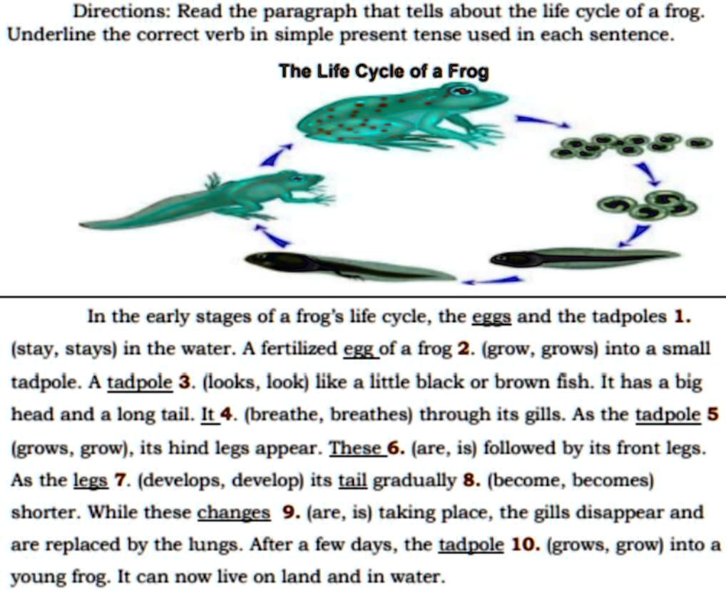 Directions: Read the paragraph that tells about the life cycle of a ...