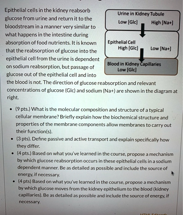 Epithelial cells in the kidney reabsorb glucose from urine and return it to the bloodstream in a manner very similar to what happens in the intestine during absorption of food nutrients. It is known that the reabsorption of glucose into the epithelial cell from the urine is dependent on sodium reabsorption, but passage of glucose out of the epithelial cell and into the blood is not. The direction of glucose reabsorption and relevant concentrations of glucose (Glc) and sodium (Na+) are shown in the diagram at right.

Urine in Kidney Tubule
Low [Glc] High [Na+]

Epithelial Cell
High [Glc] Low [Na+]

Blood in Kidney Capillaries
Low [Glc]

What is the molecular composition and structure of a typical cellular membrane? Briefly explain how the biochemical structure and properties of the membrane components allow membranes to carry out their function(s).
Define passive and active transport and explain specifically how they differ.
Based on what you've learned in the course, propose a mechanism by which glucose reabsorption occurs in these epithelial cells in a sodium dependent manner. Be as detailed as possible and include the source of energy, if necessary.
Based on what you've learned in the course, propose a mechanism by which glucose moves from the kidney epithelium to the blood (kidney capillaries). Be as detailed as possible and include the source of energy, if necessary.