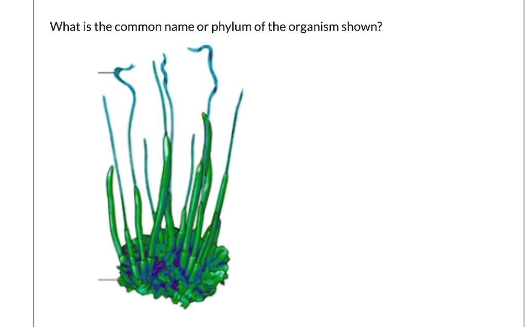 What is the common name or phylum of the organism shown?
